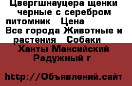 Цвергшнауцера щенки черные с серебром питомник › Цена ­ 30 000 - Все города Животные и растения » Собаки   . Ханты-Мансийский,Радужный г.
